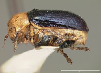 Media type: image; Entomology 9285   Aspect: habitus lateral view
